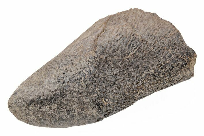 Cretaceous Fish (Saurocephalus) Lower Jaw Section - Kansas #218799